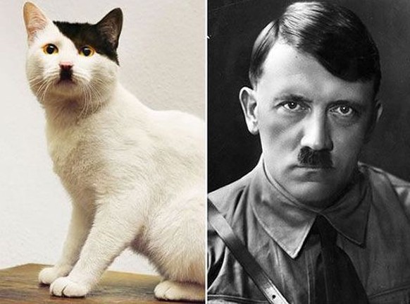 Katze und Hitler
https://imgur.com/gallery/Khpa93U