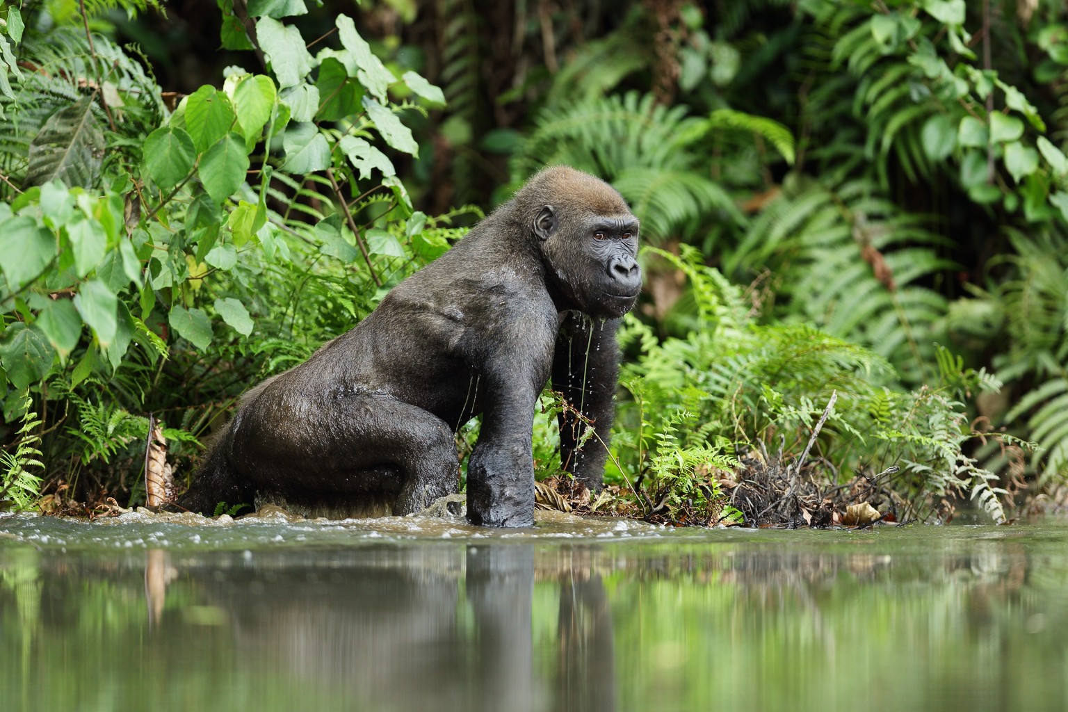 Gorilla, Nationalpark GAbun