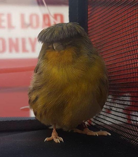 Bird Barry