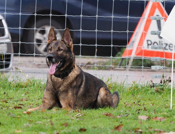 Polizeihund Romolus stellte drei Einbrecher am Zürcher Stadelhofen, Stadtpolizei Zürich