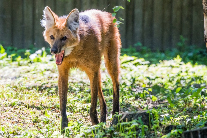 Mähnenwolf