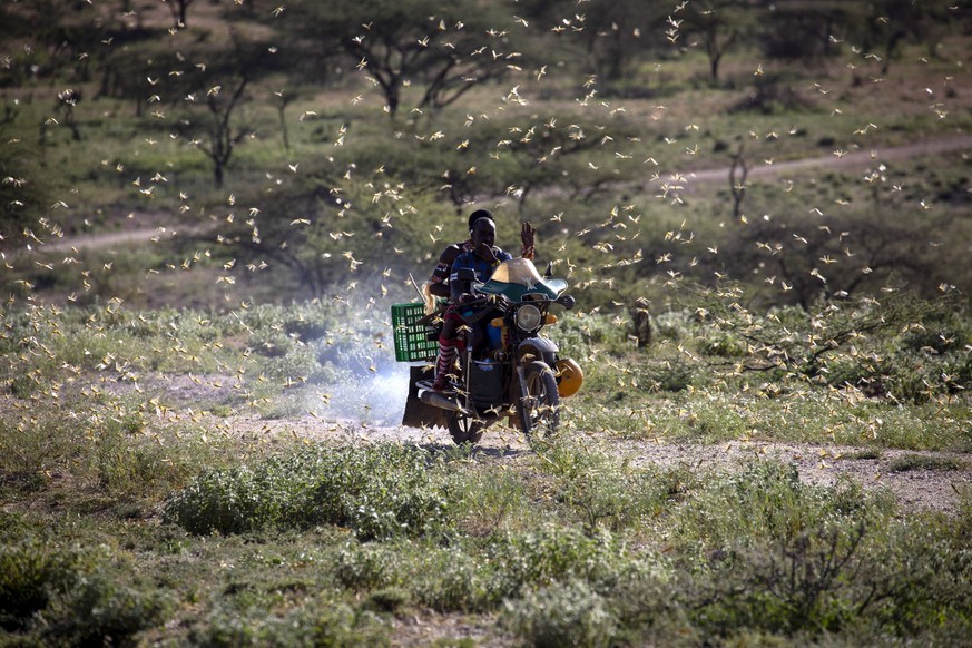 epa08155336 A handout photo made available by the United Nations Food and Agriculture Organization (FAO) shows a man driving a motorcycle through a desert locust swarm in Lekiji, Samburu East, Kenya,  ...