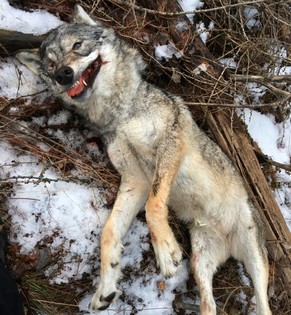 HANDOUT - Der von Spaziergaengern gefundene Wolfskadaver einer ausgewachsenen Woelfin aufgenommen am Freitag, 17. Februar 2017, in einem Wald in Pomi in Mayoux/Anniviers im Wallis. Das Tier wurde gewi ...