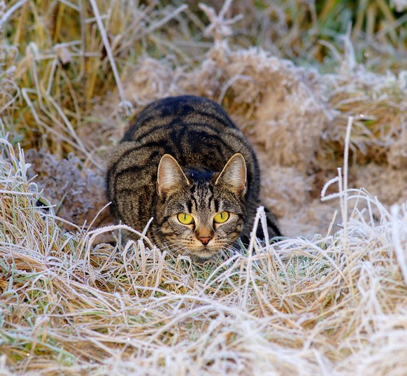 jagende Katze
https://pixabay.com/en/cat-hunter-lurking-winter-pasture-1940489/
