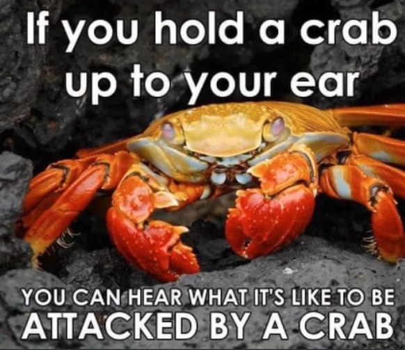 Übersetzung: «Wenn du eine Krabbe an dein Ohr hältst, kannst du hören, wie es ist, von einer Krabbe attackiert zu werden.»