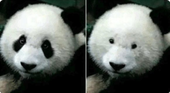 Panda
Cute News
https://me.me/i/20557503