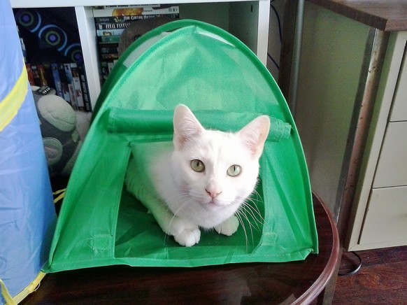 Katze sitzt in kleinem Zelt
https://i.imgur.com/beakIXA.jpg