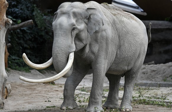 Asiatischer Elefantenbulle Maxi im Zuercher Zoo am Mittwoch, 18. September 2019. Maxi feiert diese Tage seinen 50. Geburtstag. (KEYSTONE/Walter Bieri)