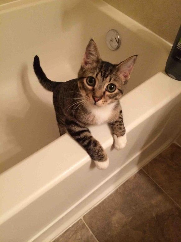Katze in der Badewanne

https://www.pinterest.com/pin/564005553310081732/