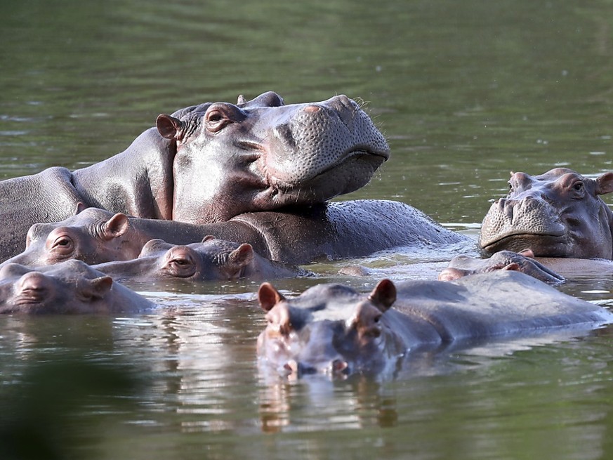 Nilpferde schwimmen im See im Hacienda Napoles Park, dem ehemaligen Privatanwesen des Drogenbosses Pablo Escobar, der vor Jahrzehnten vier Nilpferde auf seine Hacienda brachte. Foto: Fernando Vergara/ ...