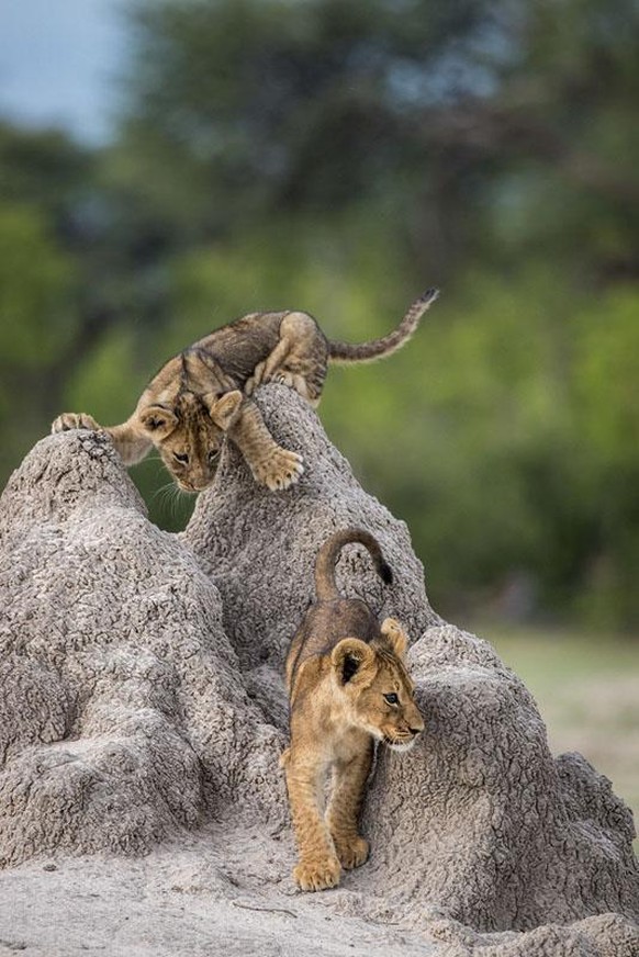 The Comedy Wildlife Photography Awards 2020
Olin Rogers
BEND
United States
Phone: 
Email: 
Title: I&#039;ve got you this time!
Description: An African lion cub stalks his brother from atop a termite m ...