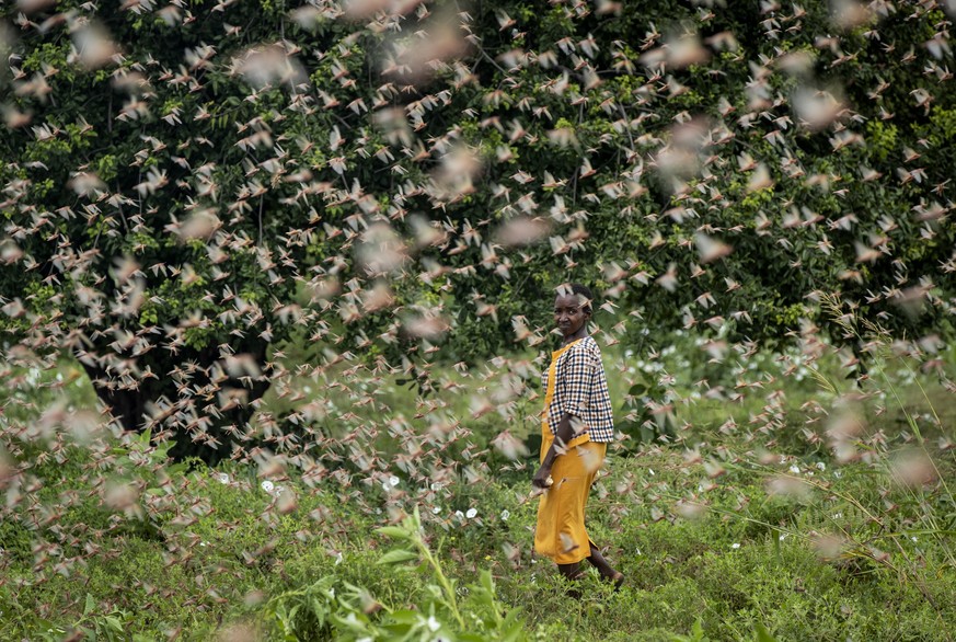A farmer looks back as she walks through swarms of desert locusts feeding on her crops, in Katitika village, Kitui county, Kenya, Friday, Jan. 24, 2020. Desert locusts have swarmed into Kenya by the h ...