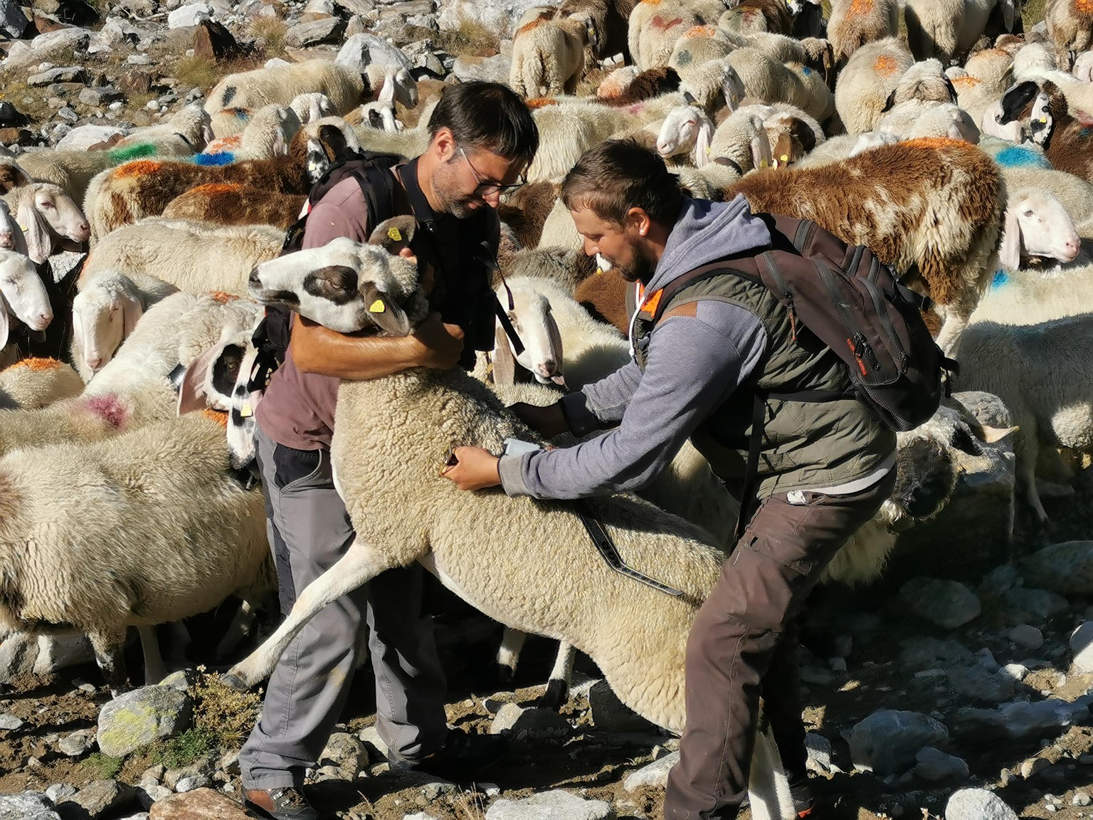Gheorghe Musina und Ronald Anthamatten versuchen, einem Schaf einen GPS-Sender um den Hals zu binden. So können die beiden stets per App nachverfolgen, wo es sich befindet.
