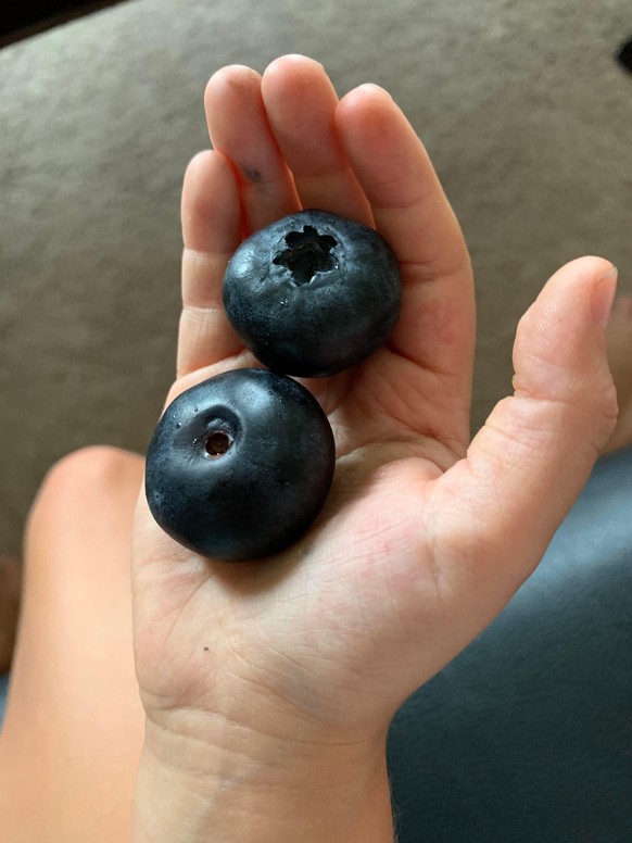 riesige blueberries blaubeeren essen food frucht https://www.reddit.com/r/whatintarnation/comments/cuh6jy/what_in_gmo_correlation/