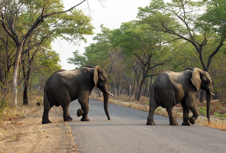Elefanten im Hwange-Nationalpark in Simbabwe.&nbsp;
