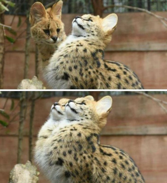 Cute News - Lustige Bilder von Tieren aus dem Internetz.
