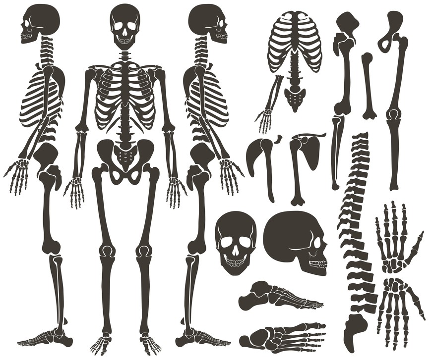 Das menschliche Skelett – wie viele der Knochen kannst du benennen?