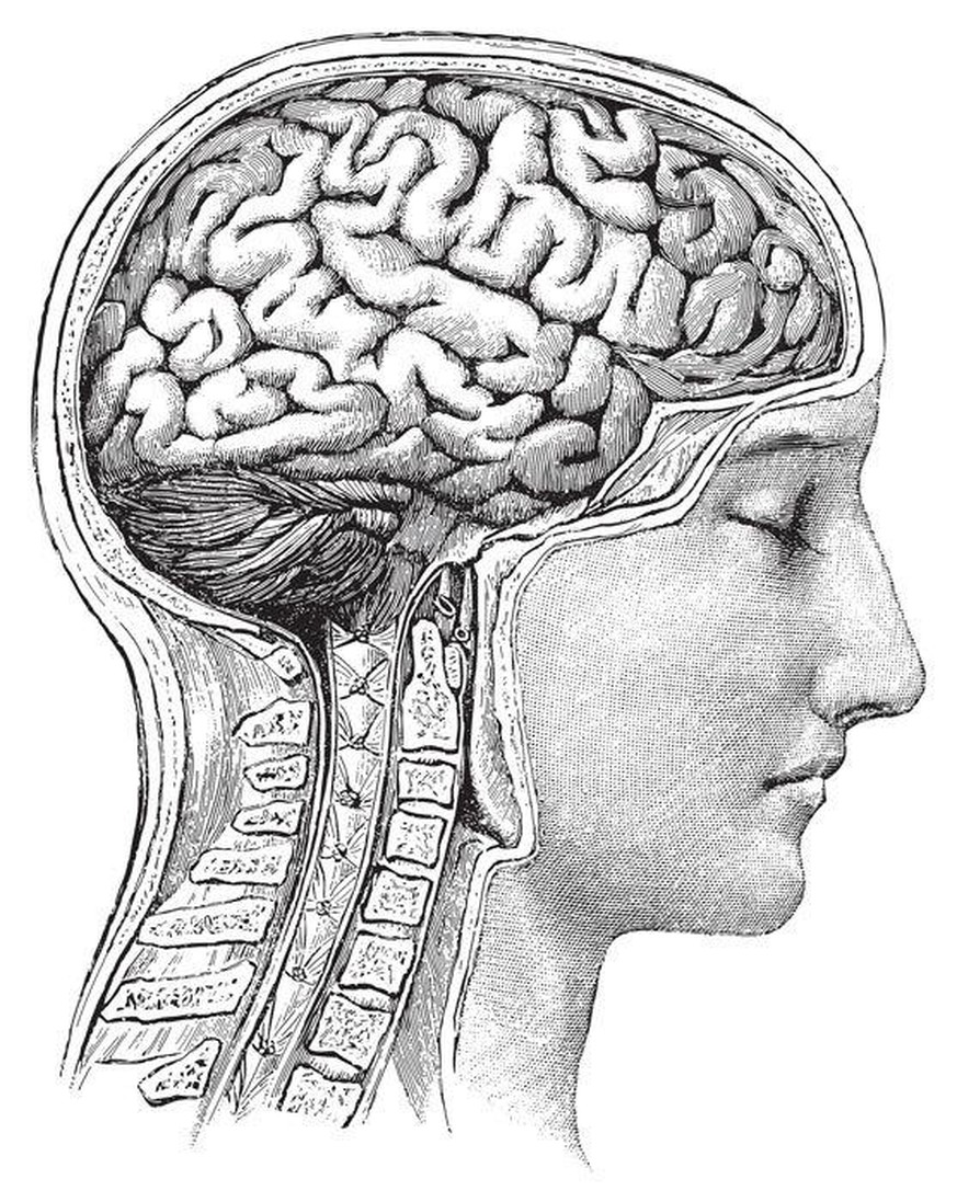Menschliches Gehirn, aus &quot;Die Frau als Hausarztin&quot; (1911)
