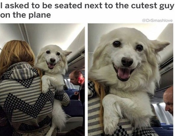 Hund
Cute News
https://funnyfoto.org/30-hilarious-animal-memes/23/