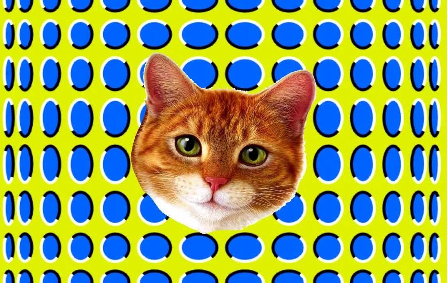 Optische Illusion Katze
http://www.jackwild.com/sites/default/files/images/trippy-expanding-cat-mobile-casino-i-haz-the-happy-feels.jpg