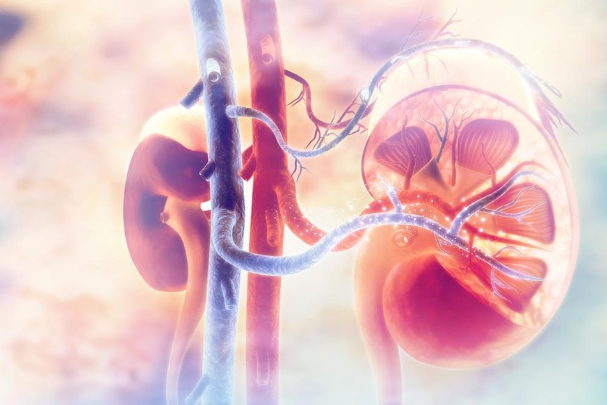 Kreuzung der menschlichen Nieren. 3D-Illustration