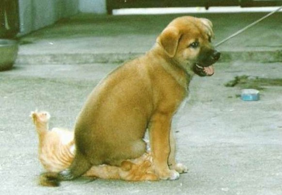 Hund vs Katze
Cute News
https://plus.kapanlagi.com/aksi-hewan-kurang-ajar-ini-bikin-kesel-banget-c9b6ee-4.html