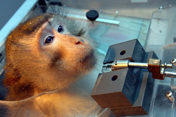 Tierversuche Makake Affe Primatenstuhl