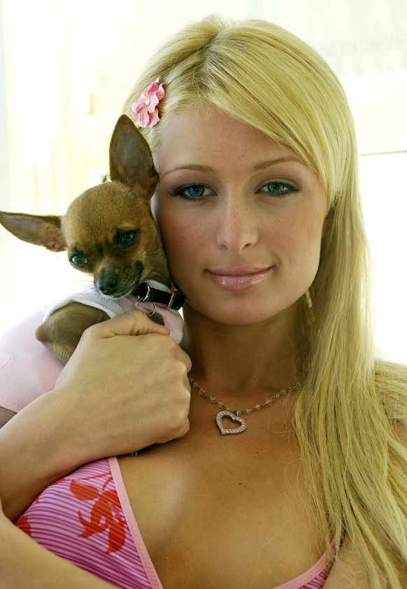 JAHRESRUECKBLICK 2004 - PEOPLE - PARIS HILTON EROBERT DIE BOULEVARD PRESSE: Paris Hilton, hotel heiress and star of the reality television show &quot;The Simple Life,&quot; holds her pet chihuahua, Ti ...