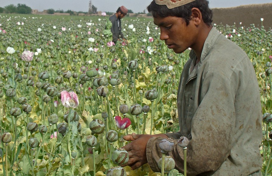 Ein Afghane arbeitet auf einem Mohnfeld in Helmand: Die südafghanische Provinz ist bekannt für Opiumhandel.