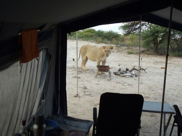 In Botswana noch möglich: Löwen ganz nah.