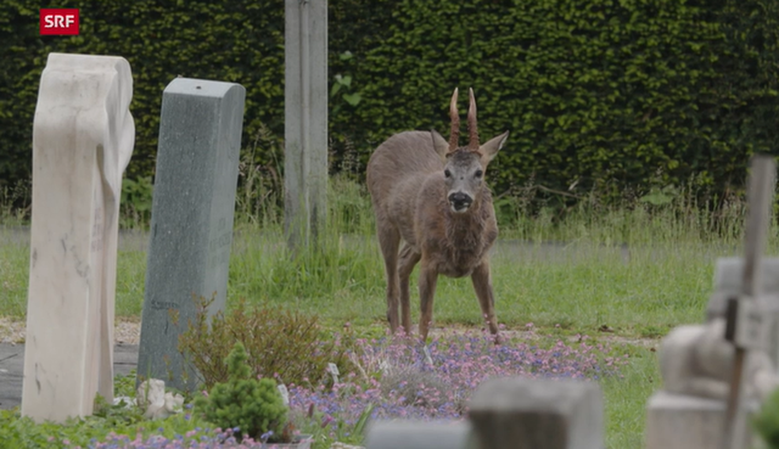 Auf dem Basler Friedhof Hörnli leben 25 Rehe. Nun sollen einige Tiere abgeschossen werden.