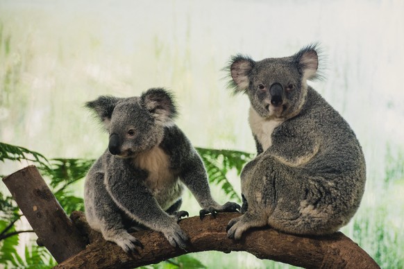 epa04757677 A picture made available 20 May 2015 shows Koalas on exhibit at the Singapore Zoo, Singapore, 19 May 2015. Four female koalas named Chan, Idalia, Paddle and Pellita arrived in Singapore on ...