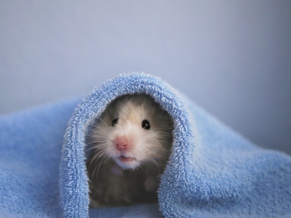 Hamster
https://www.shutterstock.com/download/success?src=gUohxMH0z4zkt_1CEDpx7A-1-9