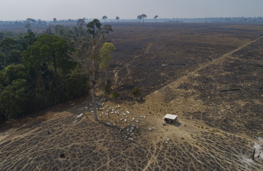 Cattle graze in a land recently burned and deforested by cattle farmers near Novo Progresso, Para state, Brazil, Sunday, Aug. 23, 2020. (AP Photo/Andre Penner)
