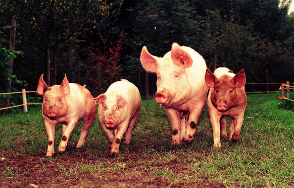 Unter Anleitung von Susi (das grosse Rennschwein in der Mitte) trainieren die jungen Schweine für ihren Auftritt an der Olma 1998.