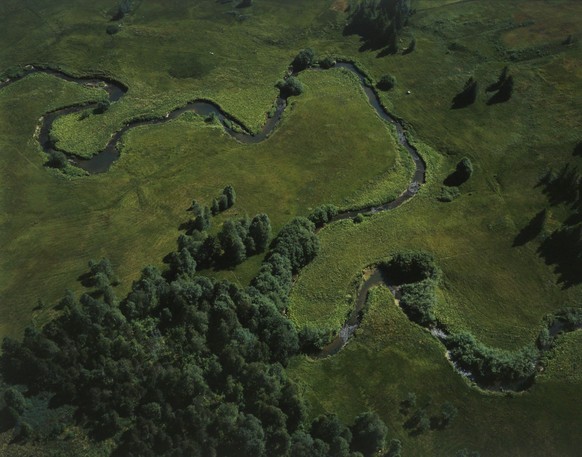 Der mäandrierende Fluss Biber im Hochmoor Ägeriried (Zug), 21.07.1990.