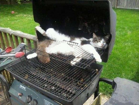 Katze steckt im Grill fest.

http://imgur.com/gallery/UyR2g8a