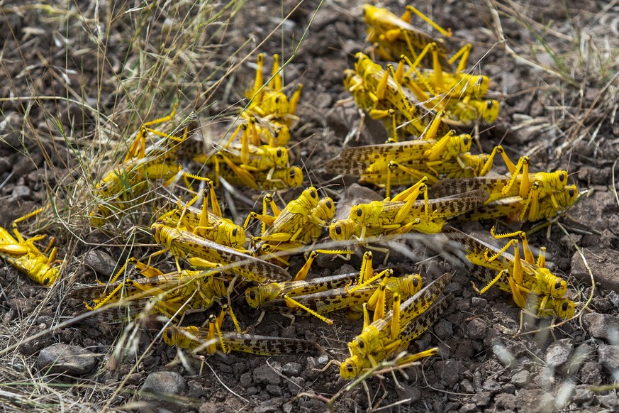 In this photo taken Saturday, Feb. 1, 2020, a group of desert locusts mate on the ground in Nasuulu Conservancy, northern Kenya. As locusts by the billions descend on parts of Kenya in the worst outbr ...