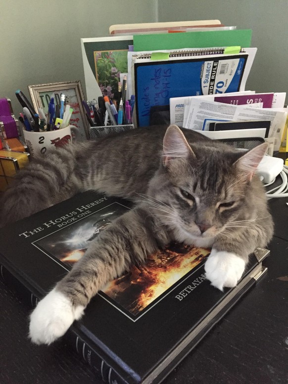 Katze Buch lernen
https://imgur.com/gallery/6TUdDBJ