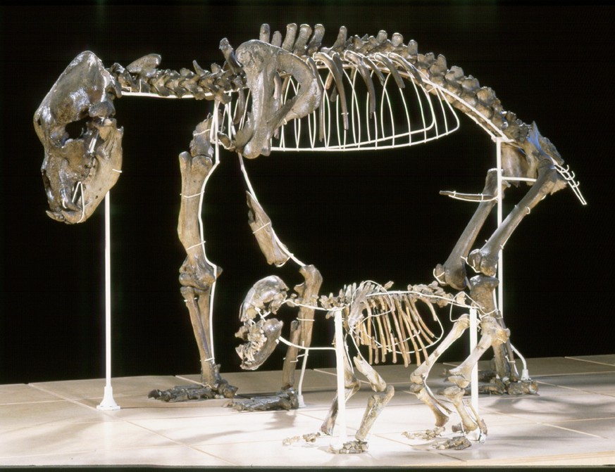 Skelett eines Höhlenbären mit Jungtier