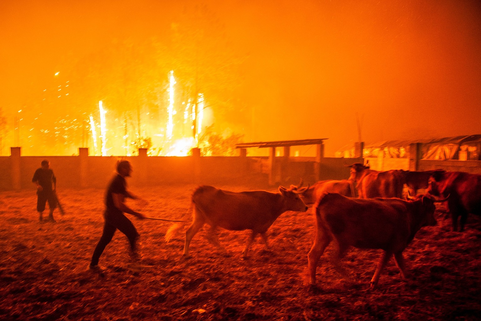 epa06268820 Men gather cattle during a forest fire in Vieira de Leiria, Marinha Grande, Portugal, 16 October 2017. Around 6,000 firemen supported by 1,800 land vehicles are fighting several wildfires  ...