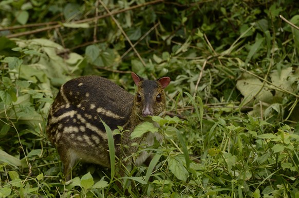 Hirschferkel
Cute News
https://commons.wikimedia.org/wiki/File:Indian_Spotted_Chevrotain_(Moschiola_indica).JPG