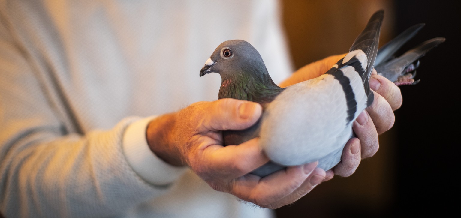 Carlo Gyselbrecht, co-owner of Pipa, a Belgian auction house for racing pigeons, shows a two-year old female pigeon named New Kim after an auction in Knesselare, Belgium, Sunday, Nov. 15, 2020. A pige ...