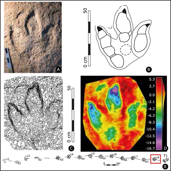 Vor rund 152 Millionen Jahren streifte ein bisher unbekannter Raubsaurier durch das Gebiet des heutigen Jura. Das schliessen Paläontologen aus Fussabdrücken auf dem Plateau de Courtedoux (JU). Sie tau ...