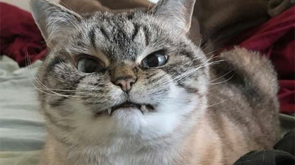 genervte Katze, pissed cat, mad, wütend
https://imgur.com/gallery/kHeMc