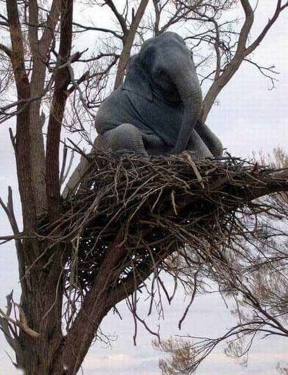 Elefant in einem Vogelnest
Cute News
https://imgur.com/gallery/KzPYi