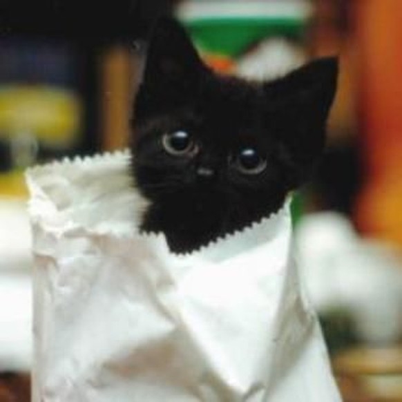 Schwarze Katze guckt aus Papiertüte