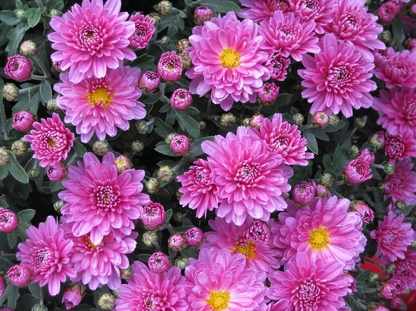 https://pixabay.com/de/glattblattaster-aster-chrysantheme-10201/
