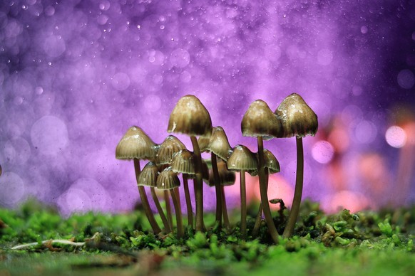 small poisonous mushrooms toadstool group psilocybin - Bilder