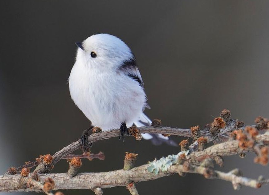 Schwanzmeise Cute News Tier der Woche